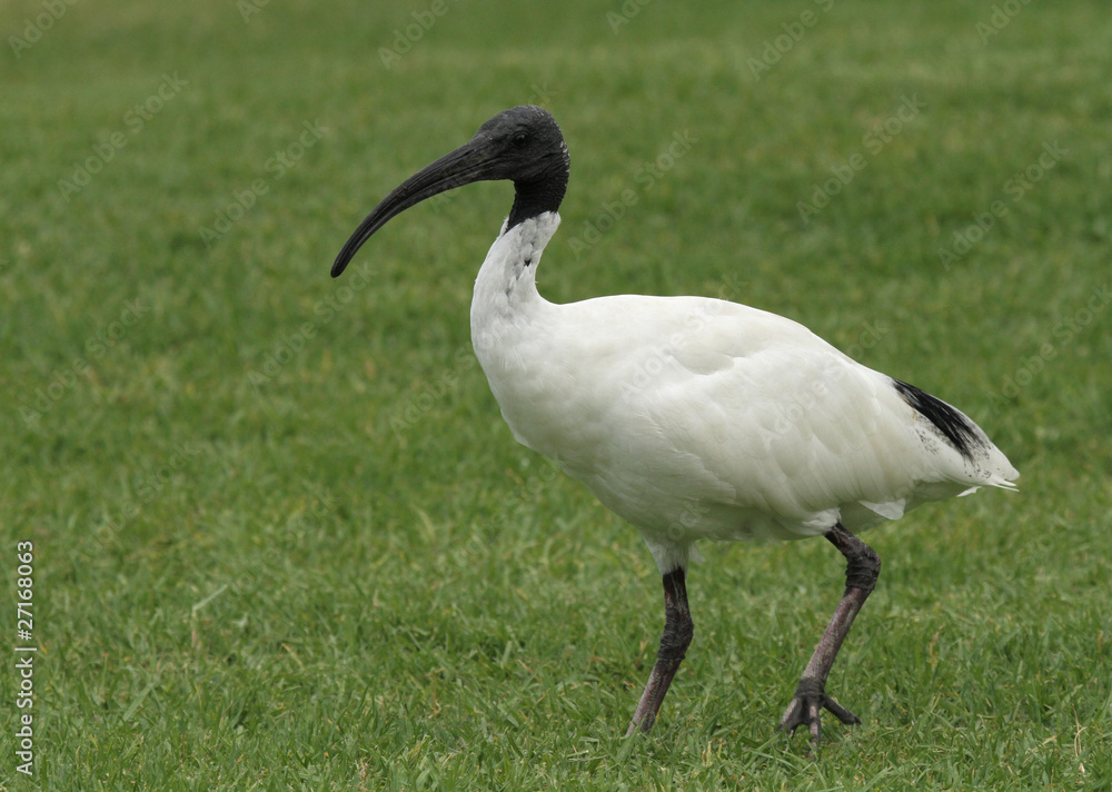 ibis blanc ibis blanc