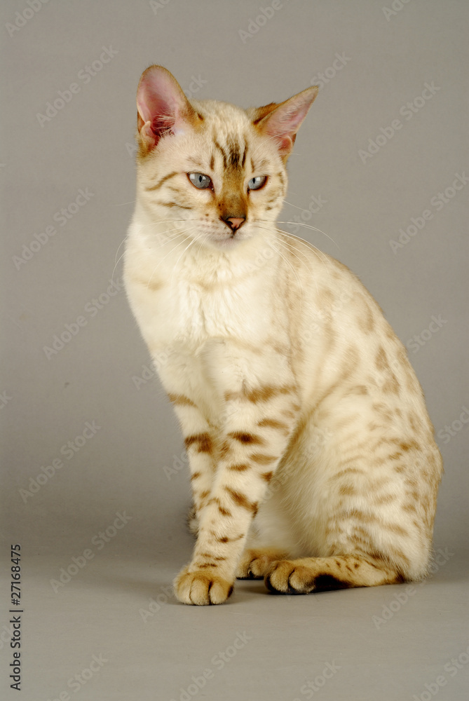 Chat / Race : Bengal / Robe : Seal Tabby Point Stock Photo | Adobe Stock