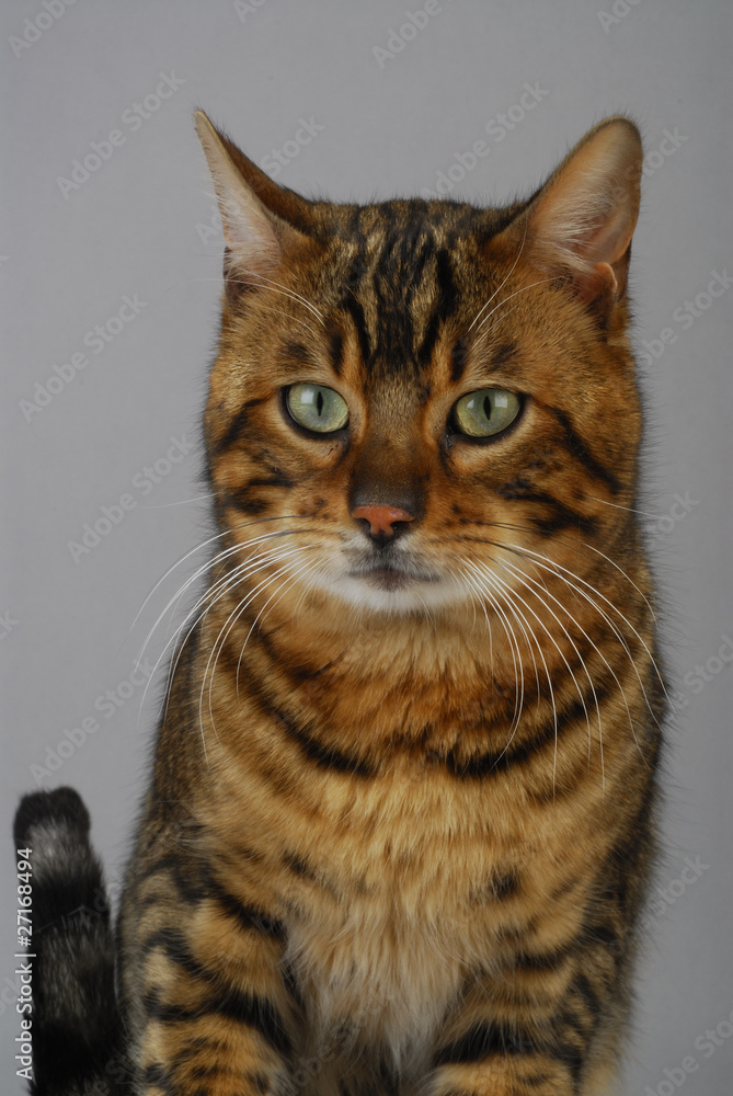 Chat / Race : Bengal / Robe : Brown Spotted Tabby Stock Photo | Adobe Stock