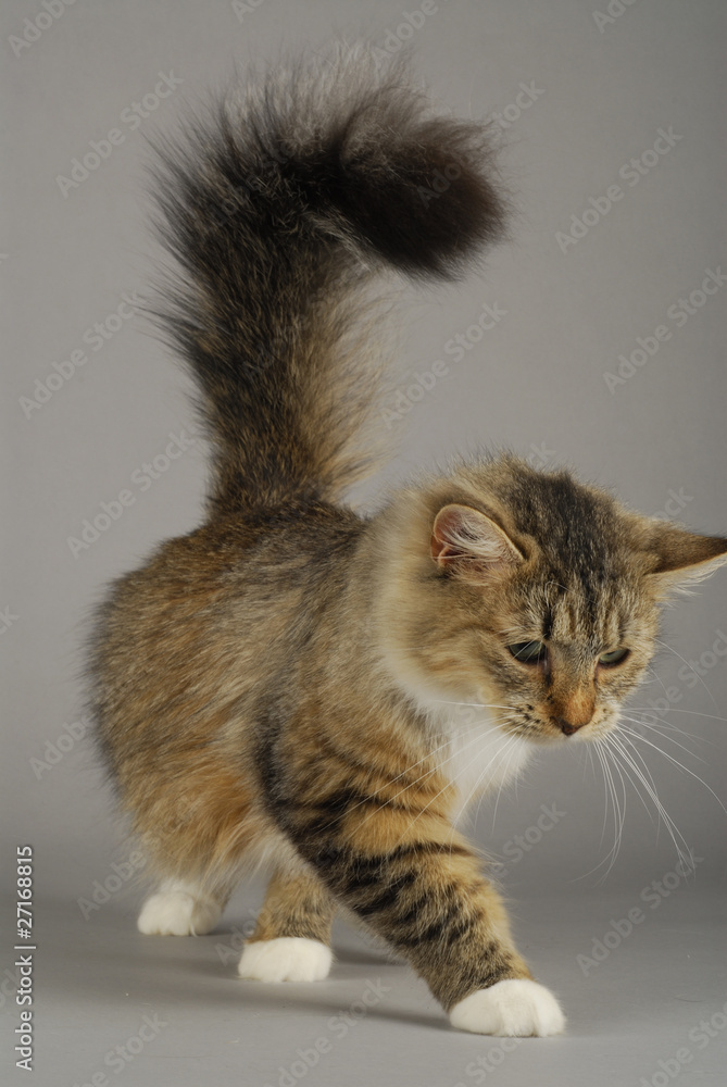 Chat / Race Sibérien / Robe Brown Mackerel Tabby et Blanc Photos