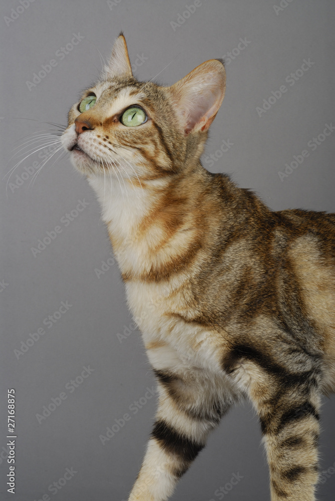 Chat / Race Sokoké / Robe Brown Mackerel Tabby Stock Photo Adobe