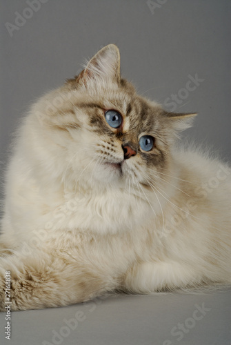 Obraz na plátne Chat / Race : Sibérien / Robe : Neva Masquerade Bleu Tabby