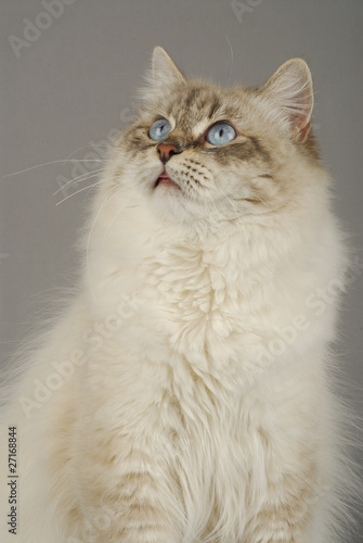 Photography Chat / Race : Sibérien / Robe : Neva Masquerade Bleu Tabby