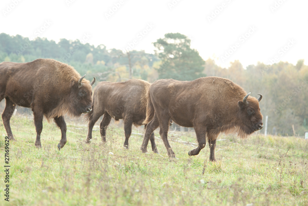 Fototapeta premium wisent