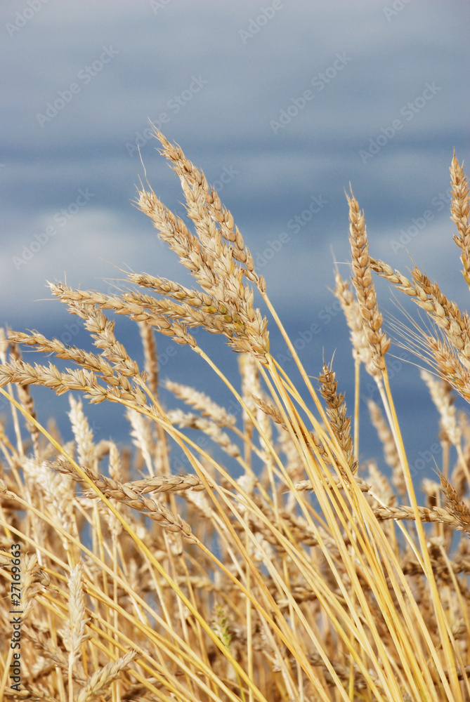 Fototapeta premium Wheat