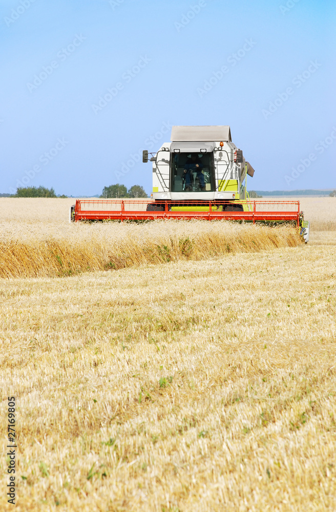 Obraz premium Cleaning of a wheaten field by a combine