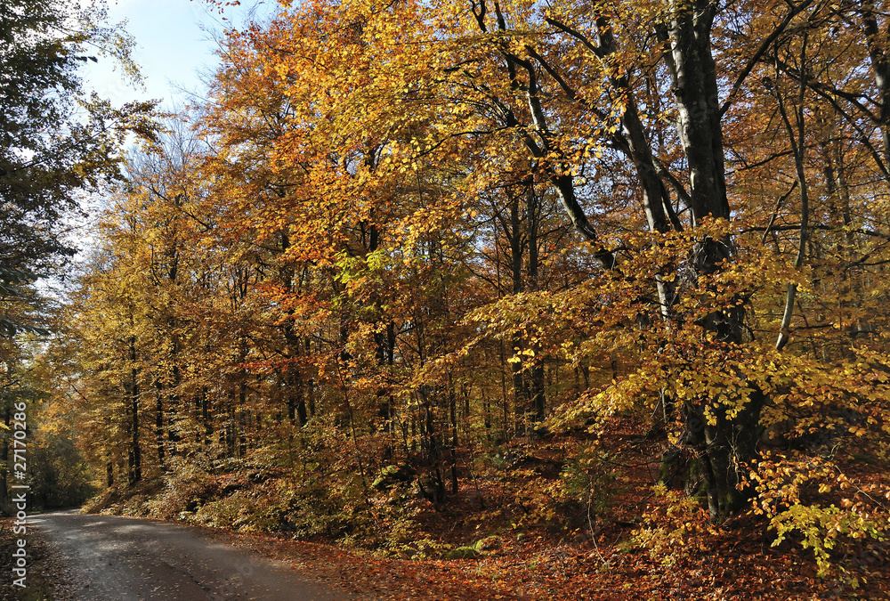 Asphalt road in the middle of autumn forest