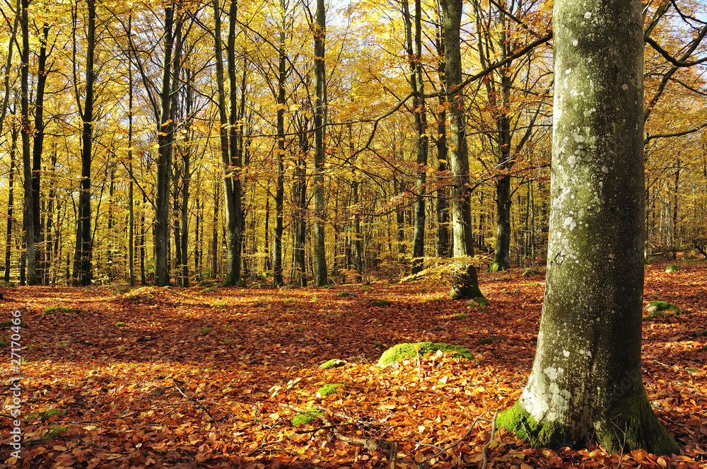 Autumn's beech forest