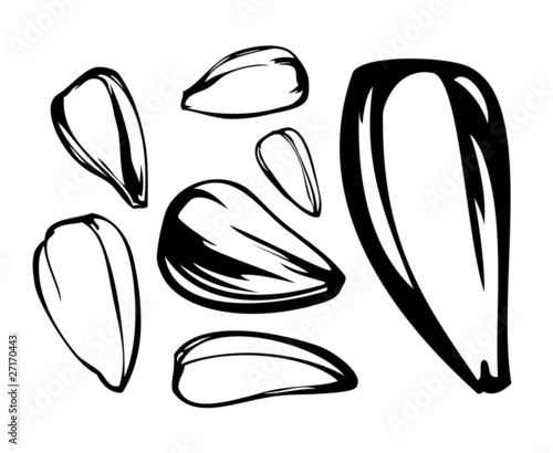 set of sunflower seed