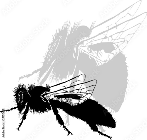 bees vector illustration