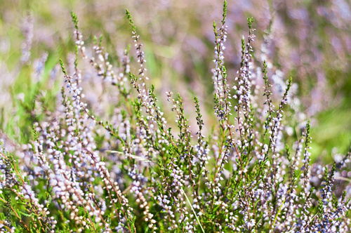 Blooming heather