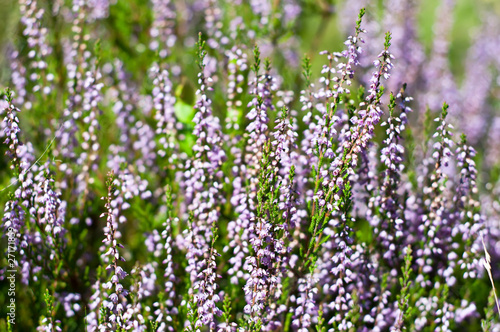Blooming heather