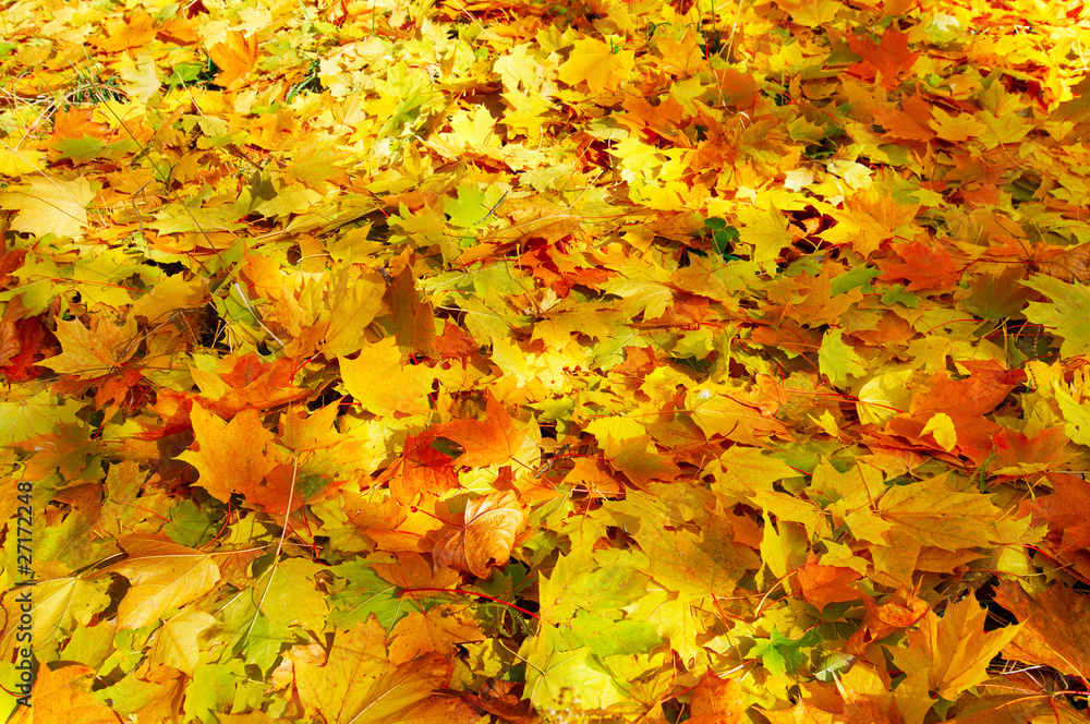 Wonderful carpet of  autumn foliage.