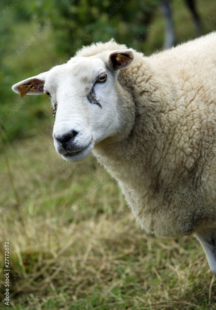 mouton mouton