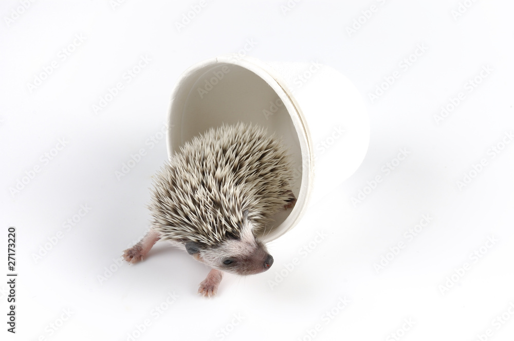 Obraz premium Moon rat
