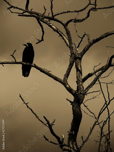 black raven sitting on a dry tree