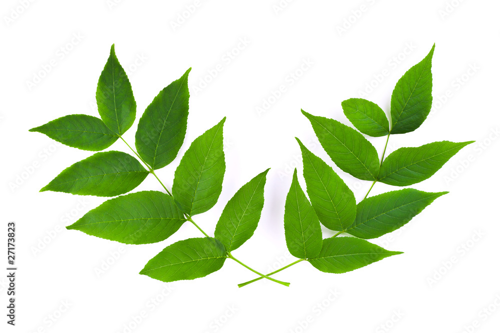 Two branches Two branches