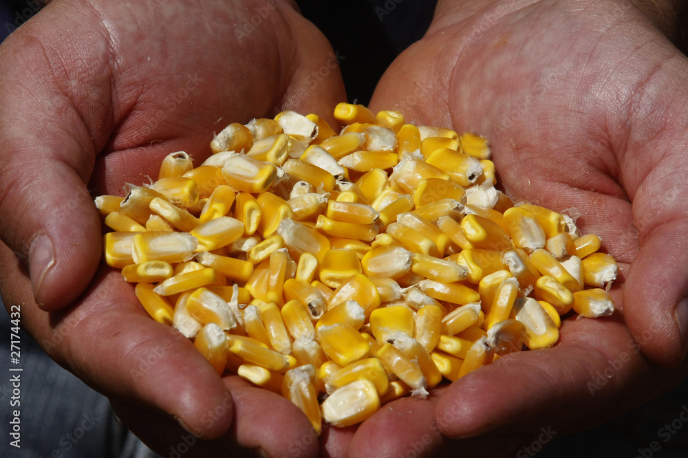 corn corn