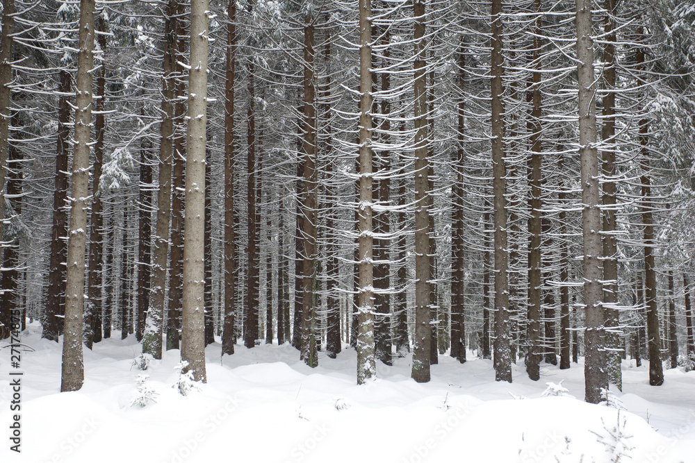 Fototapeta premium Winterlandschaft