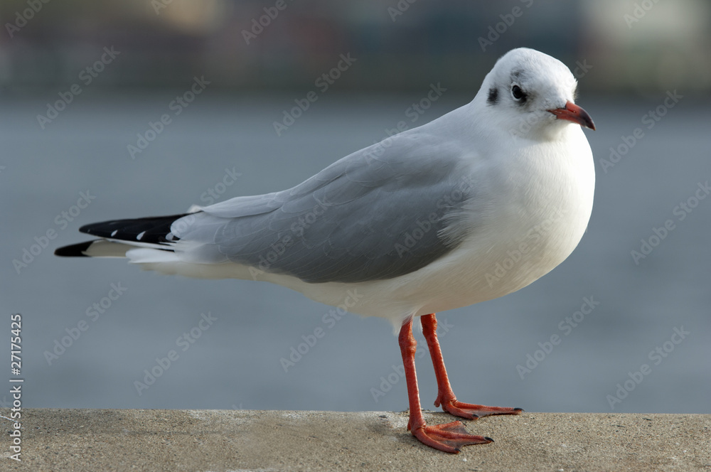 Lachmöwe im Winterkleid,larus ridibundus Lachmöwe im Winterkleid,larus ridibundus