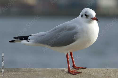 Lachmöwe im Winterkleid,larus ridibundus
