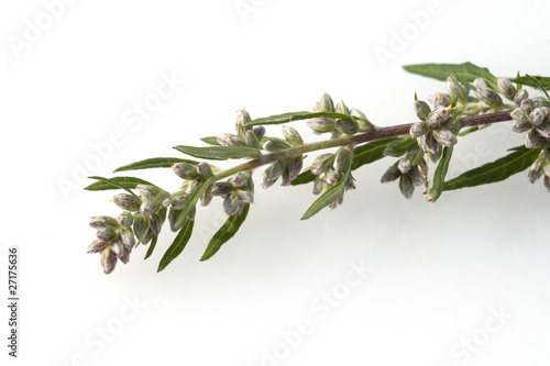 Beifuss; Artemisia; vulgaris photo