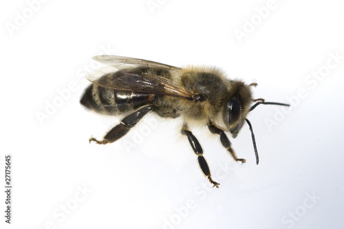 Biene; Apis mellifera