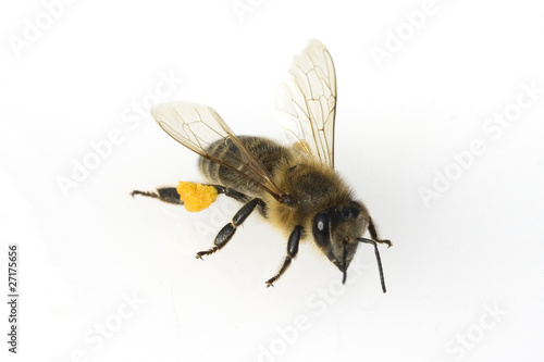 Biene; Pollenhoeschen