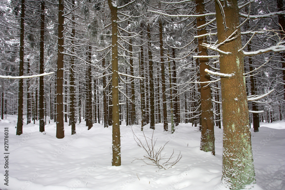 Fototapeta premium Winterlandschaft