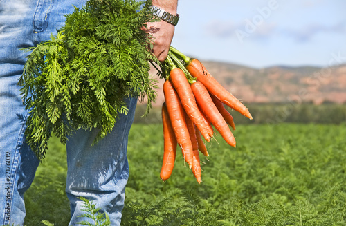 The carrot farmer