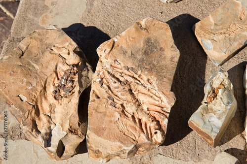 Mesosaurus Fossil photo