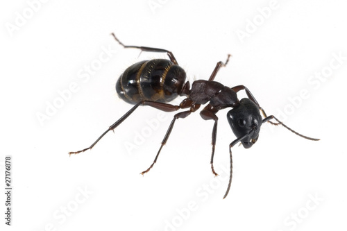 Rossameise  Camponotus © Ruckszio