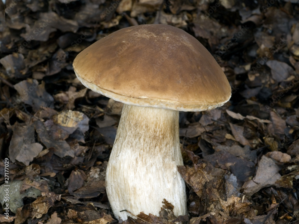 Steinpilz; Boletus edulis; Steinpilz; Boletus edulis;
