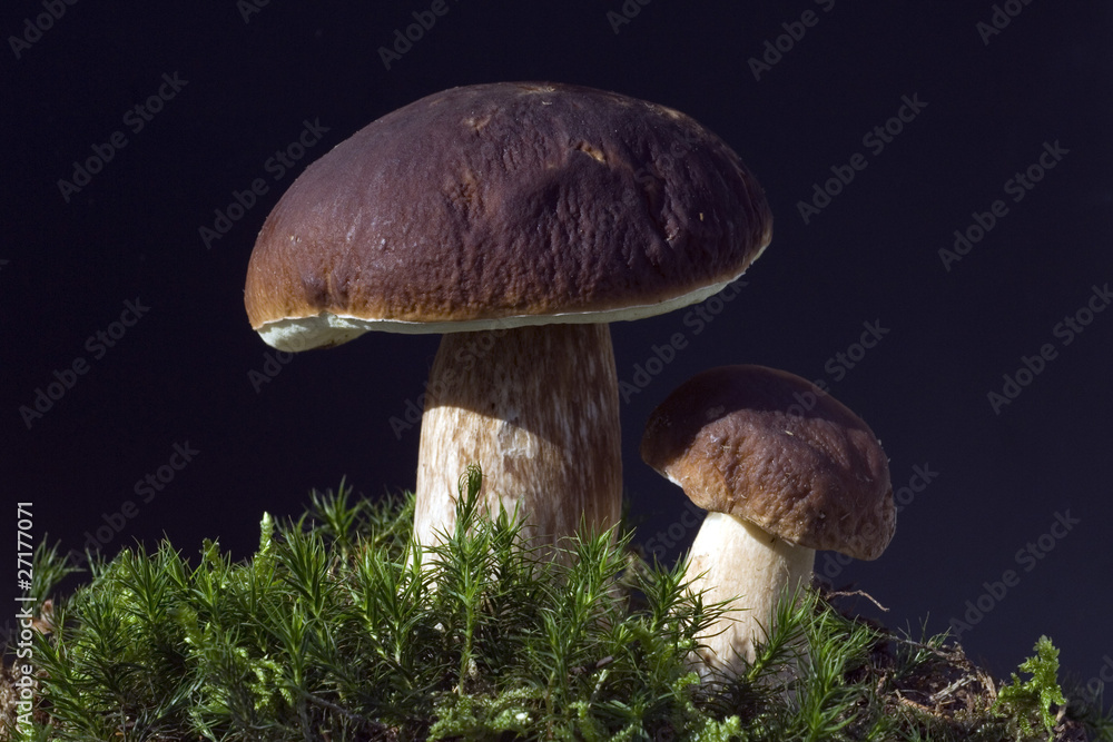 Steinpilz; Boletus edulis; Herrenpilz Steinpilz; Boletus edulis; Herrenpilz