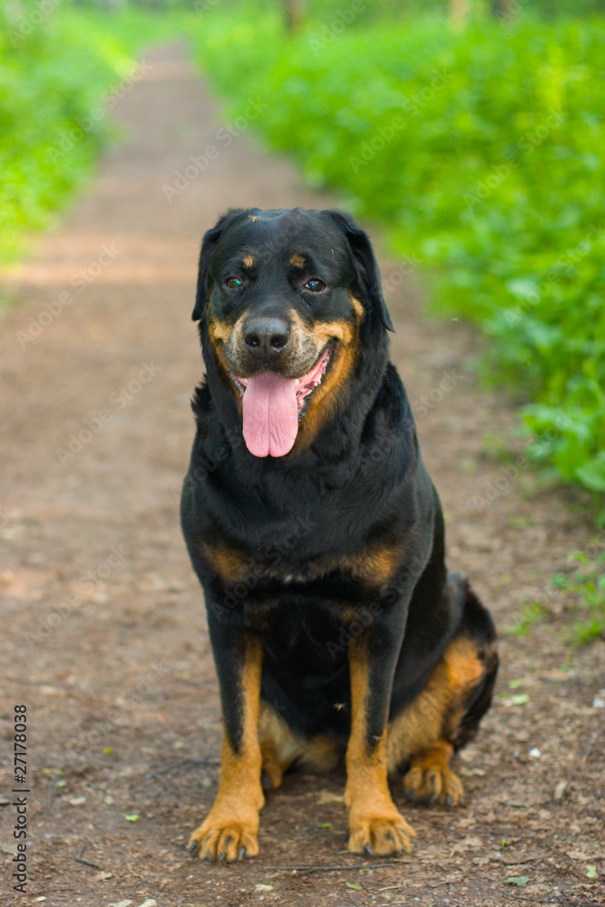 Dog of breed rottweiler