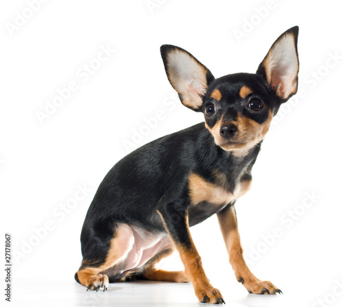 Russian toy terrier