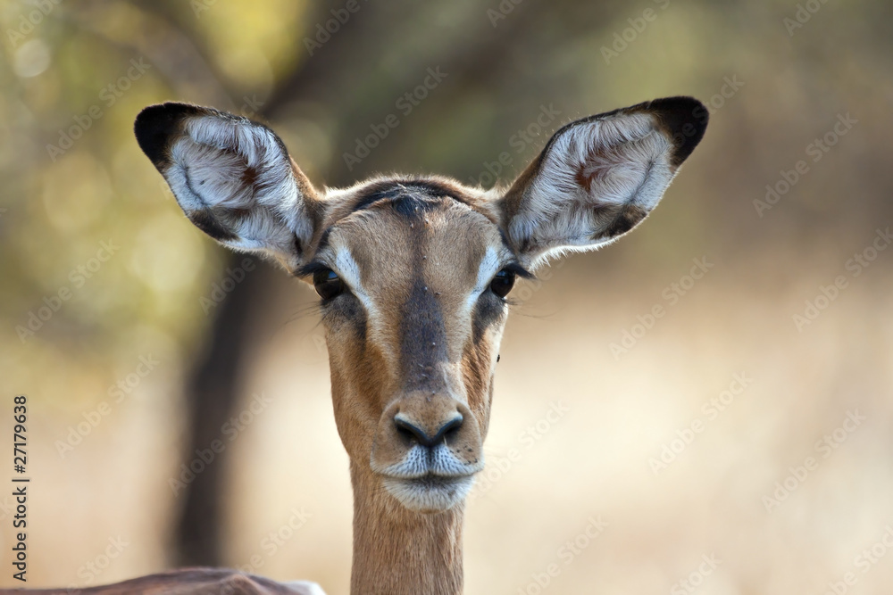 Impala doe with back-lighting portrait with flies Impala doe with back-lighting portrait with flies