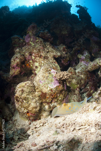 Bluespotted stingray resting on a tropical coral reef.