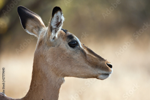 Impala doe with back-lighting profile with flies