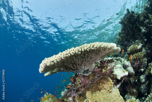 Pristine tropical table coral formation, buzzing with small fish