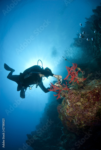 Adult male scuba diver photograhing a tropical coral reef.