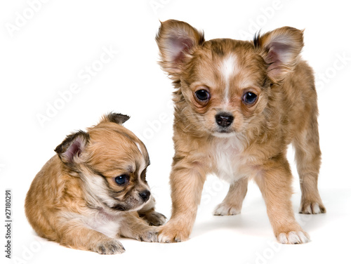 Two puppies of the chihuahua in studio