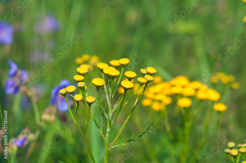 Tansy  Tanacetm vulgare 