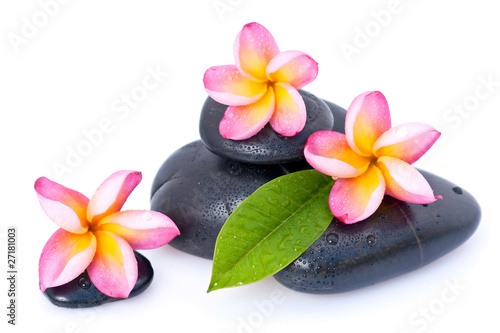 Fleurs de frangipanier sur galets zen