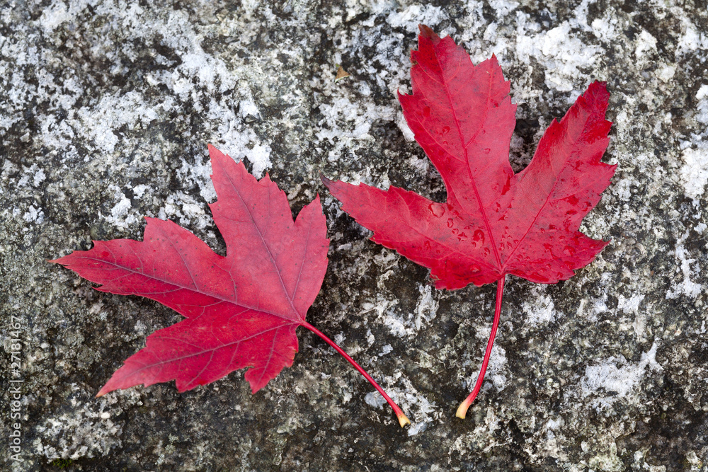Red maples leaves on a rock surface. Red maples leaves on a rock surface.