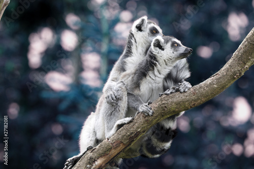 lemur photo