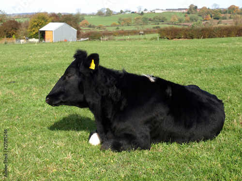 A Fresian Cow photo