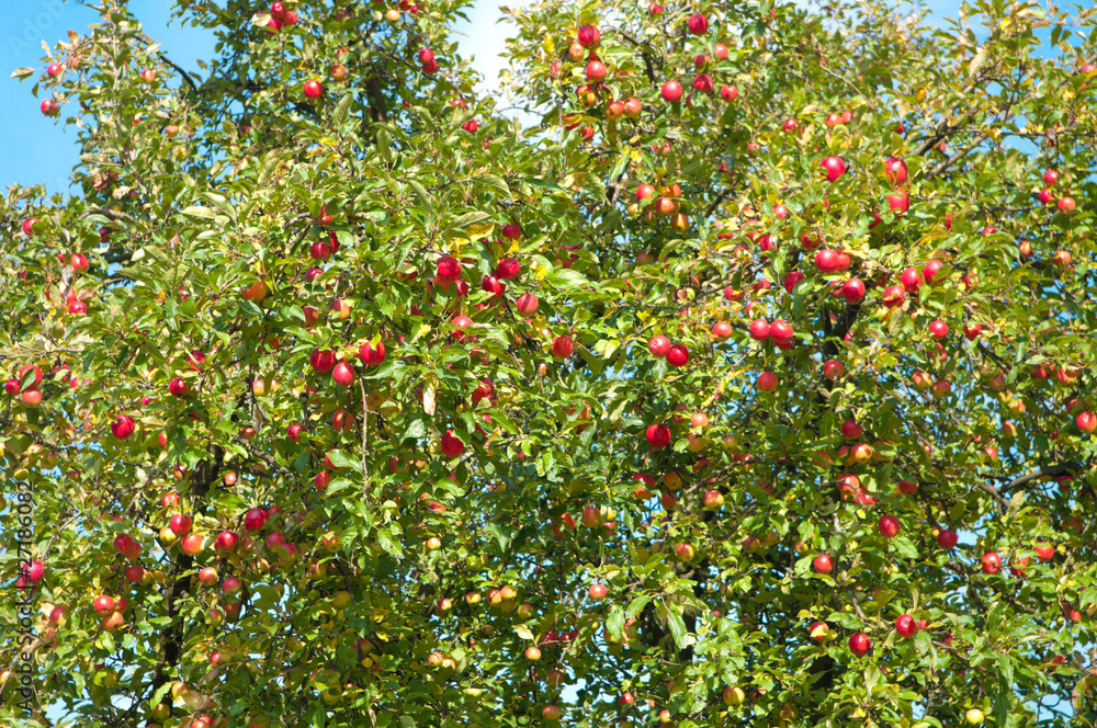 apple tree apple tree