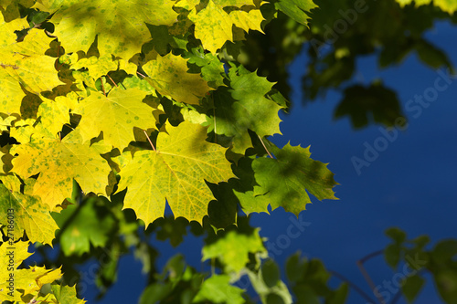 Yellow and green maple leafs are hanging above alpine lake