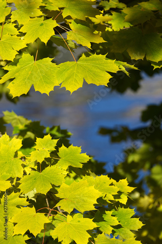 Yellow and green maple leafs are hanging above alpine lake